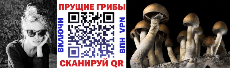 Галлюциногенные грибы мицелий  Дмитриев 